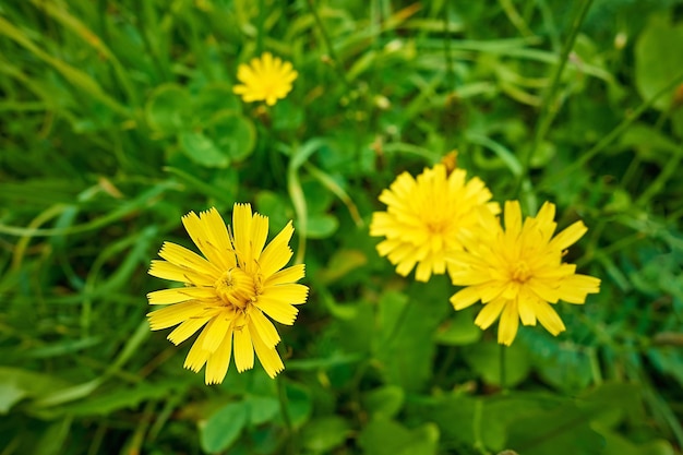 Wilde of weide gele bloemen op de groene grasclose-up