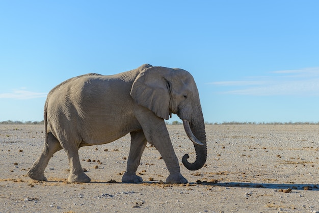 Wilde olifant die in de afrikaanse savanne loopt