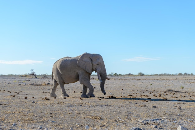 Wilde olifant die in de Afrikaanse savanne loopt