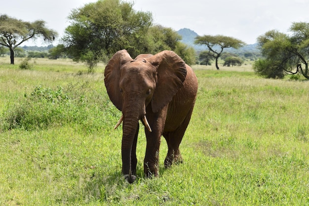 wilde olifant in een nationaal park in Afrika bescherming van wilde olifanten