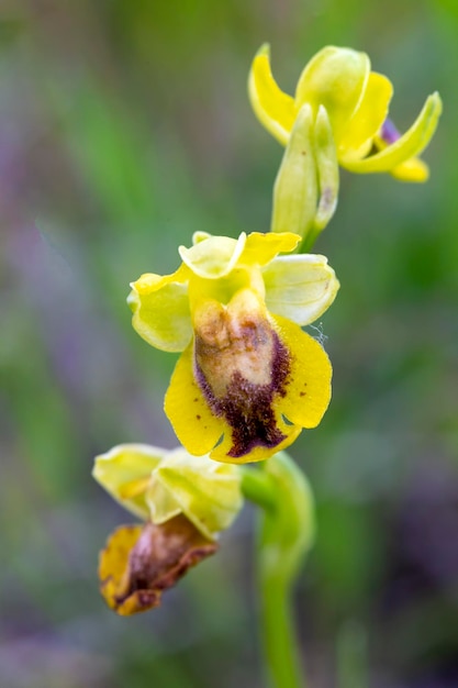 Wilde orchidee, ophrys lutea, Izmir - Turkije