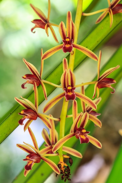 Wilde orchideeën in bos van Thailand