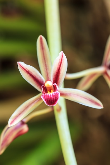 Wilde orchideeën in bos van Thailand