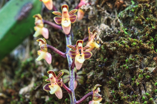 Wilde orchideeën in bos van Thailand