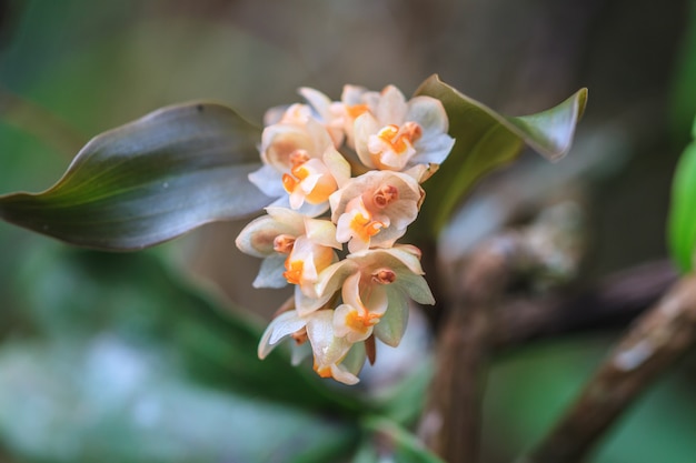 Wilde orchideeën in bos van Thailand