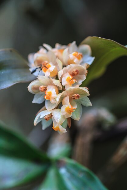 Wilde orchideeën in bos van Thailand