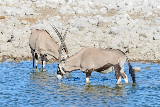 Wilde oryxantilope in de Afrikaanse savanne