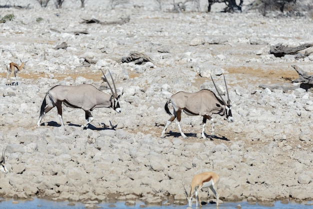 Foto wilde oryxantilope in de afrikaanse savanne