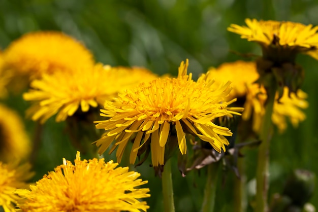 Wilde paardebloemen die in het veld groeien