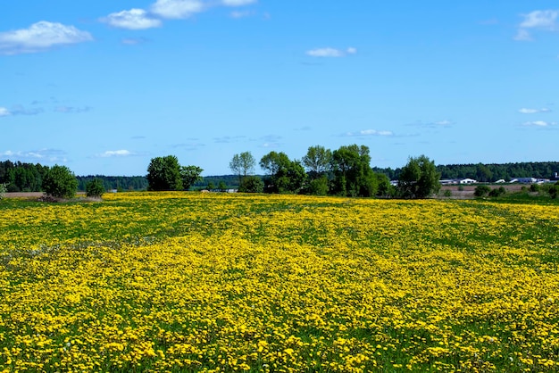 Wilde paardebloemen die in het veld groeien