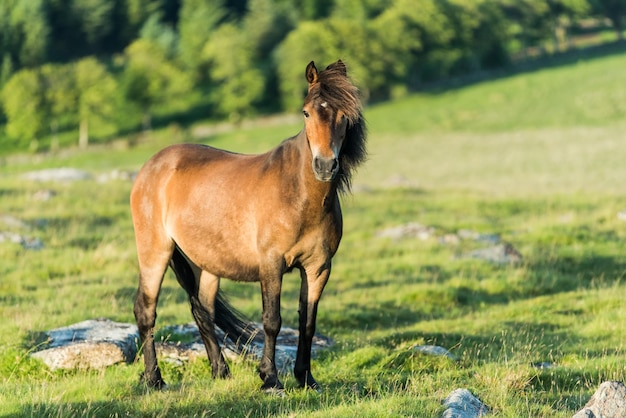 Wilde paarden grazen