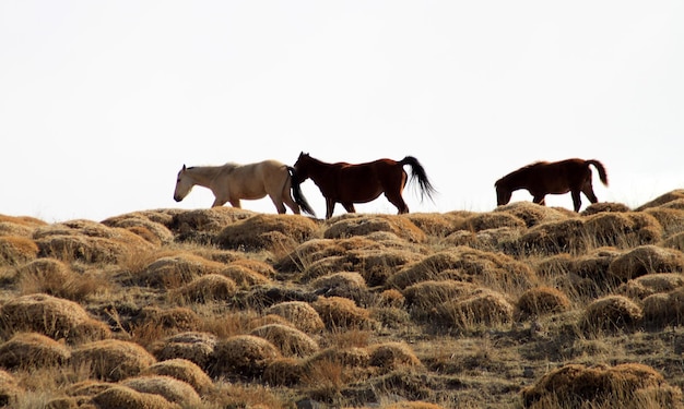 Foto wilde paarden in de steppen.