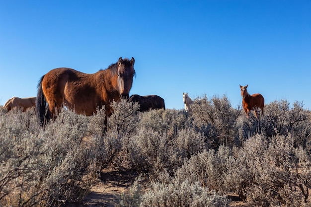 Wilde paarden in de woestijn van New Mexico