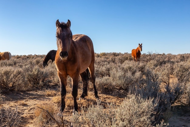 Wilde paarden in de woestijn van New Mexico