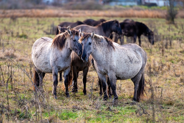 Wilde paarden in het veld Jelgava Letland