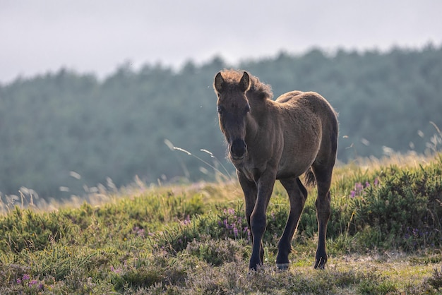 Wilde paarden op de berg met mist en zon