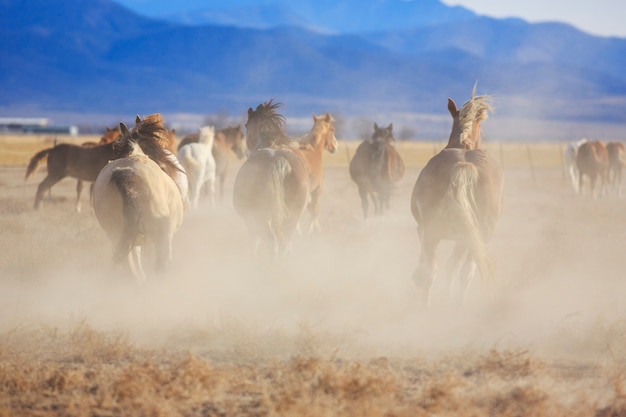 Foto wilde paarden rennen