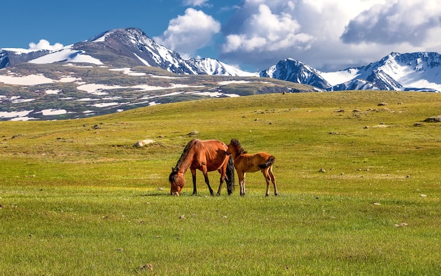 Wilde paarden verblijven voor de bergketen. Altai-gebergte. West-Mongolië