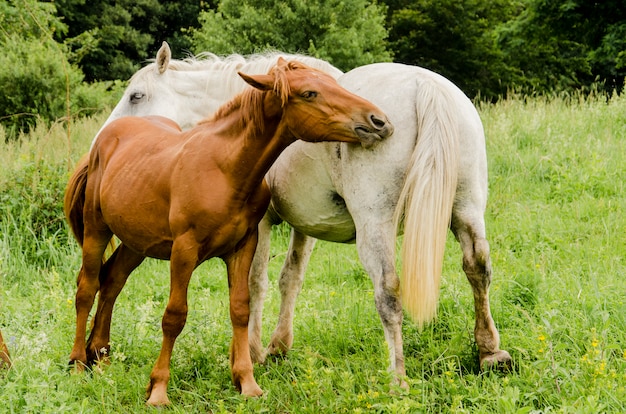 Wilde paarden