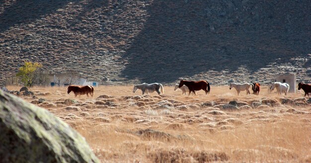 wilde paarden