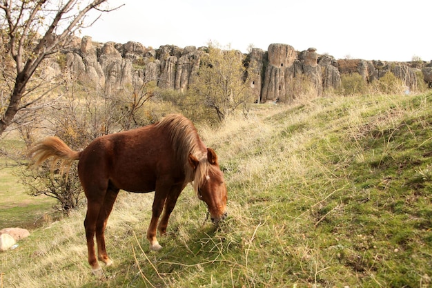 wilde paarden