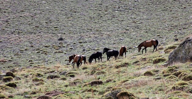 wilde paarden