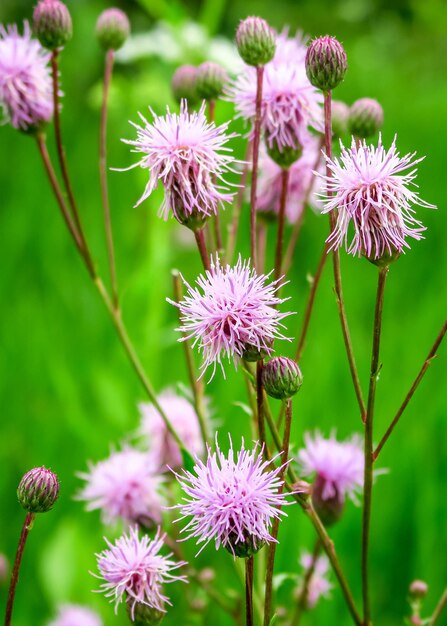 wilde paarse bloemen groeien in het veld. groene natuurlijke achtergrond