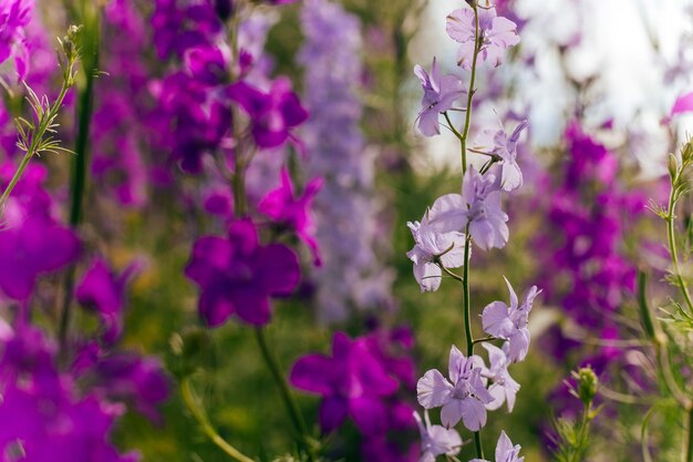 wilde paarse bloemen in de zomer