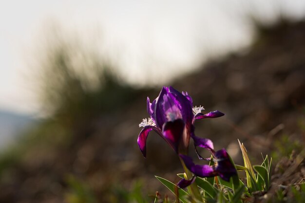 Wilde paarse iris pumila bloeit in de wei