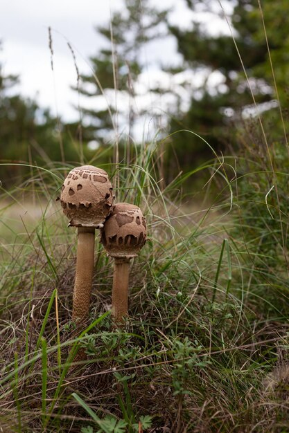 Wilde paddenstoel in het Basovizza-bos