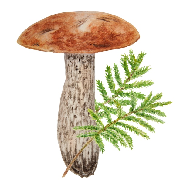 Wilde paddenstoelen en mos aquarel hand getekend botanische realistische illustratie Bos bronskleurig isolaat