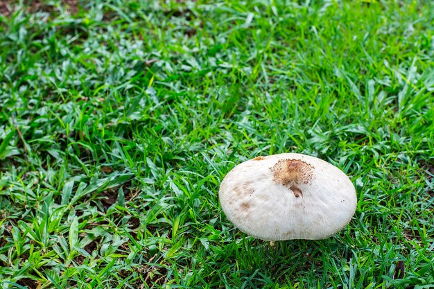 Wilde paddestoelen aan de boom