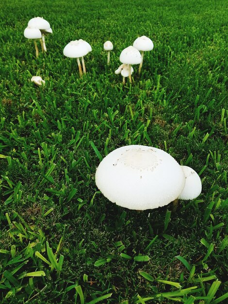 Foto wilde paddestoelen op gras