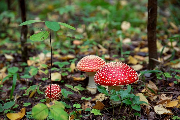 wilde paddestoelen