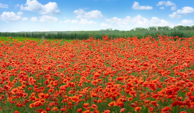 Foto wilde papaverbloemen op blauwe achtergrond