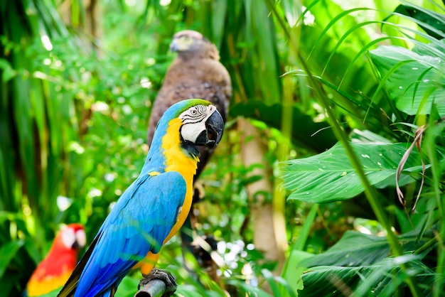 Wilde papegaaivogel, papegaaiara, ara ambigua. Wilde zeldzame vogel in de natuurhabitat.