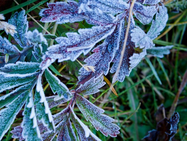 Wilde planten bedekt met eerste vorst.