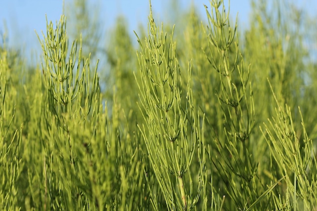 Wilde planten groene achtergrond van paardenstaart of Tolkachik of Equisetum arvense Vaak