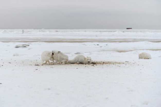 Wilde poolvos die sneeuw graaft op het strand Witte poolvos op zoek naar voedsel in toendra