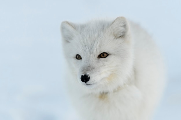 Wilde poolvos met plastic in zijn nek in wintertoendra Ecologieprobleem Plasticvervuiling