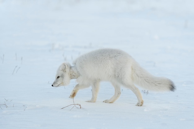 Wilde poolvos met plastic in zijn nek in wintertoendra Ecologieprobleem Plasticvervuiling