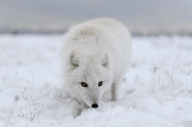 Wilde poolvos Vulpes Lagopus in toendra in de winter Witte poolvos close-up