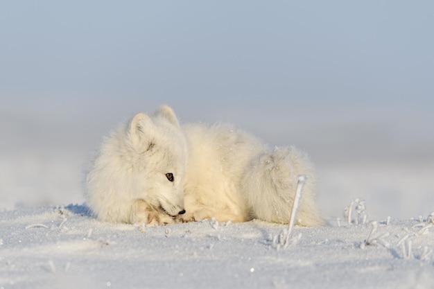 Wilde poolvos Vulpes Lagopus in toendra in de winter Witte poolvos liggend slapend in toendra