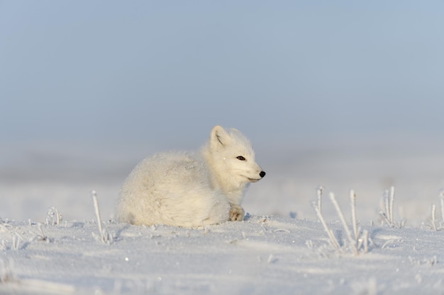 Wilde poolvos Vulpes Lagopus in toendra in de winter Witte poolvos liggend slapend in toendra