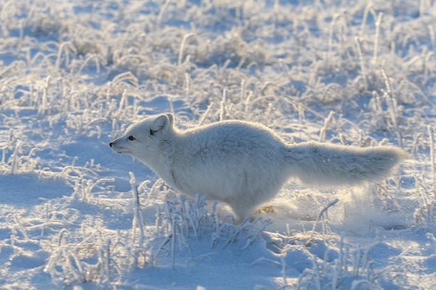 Wilde poolvos Vulpes Lagopus in toendra in de winter Witte poolvos loopt