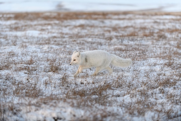 Wilde poolvos (Vulpes Lagopus) in toendra in de winter. Witte poolvos rennen.