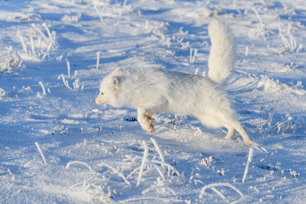 Wilde poolvos (Vulpes Lagopus) in toendra in de winter. Witte poolvos uitgevoerd.