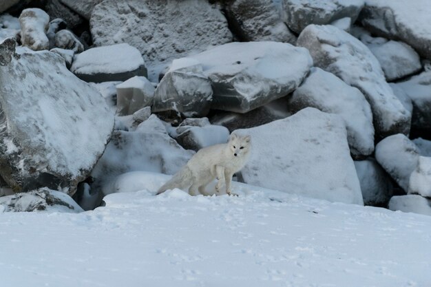 Wilde poolvos (Vulpes Lagopus) in toendra in de winter. Witte poolvos.