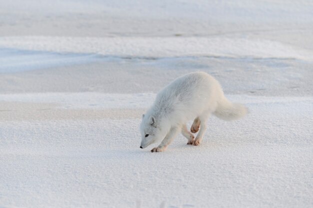 Wilde poolvos (Vulpes Lagopus) in toendra in de winter. Witte poolvos.