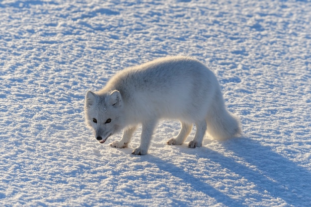 Wilde poolvos (Vulpes Lagopus) in toendra in de winter. Witte poolvos.